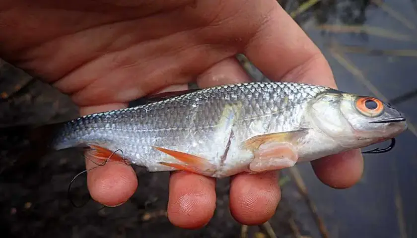 Lśniące przynęty: Jak wabić drapieżniki? Poradnik eksperta.