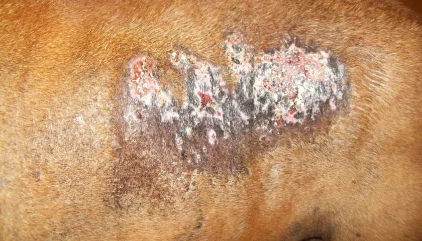 A dog's flank shows a large, crusty lesion with white and pinkish deposits, indicative of calcinosis cutis.