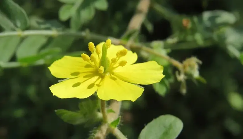 Un fiore giallo brillante della tribolo pianta, con petali delicati e stami evidenti, si staglia su uno sfondo verde sfocato.