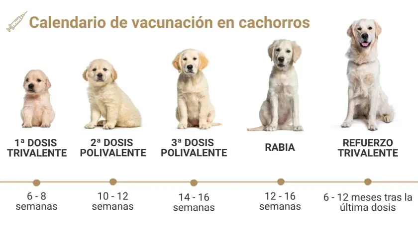 Calendario de vacunación para cachorros: 1ª dosis trivalente, 2ª y 3ª polivalente, rabia y refuerzo trivalente.