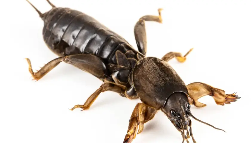 Un grillo talpa con le sue zampe anteriori adattate per scavare, pronto a esplorare il sottosuolo.