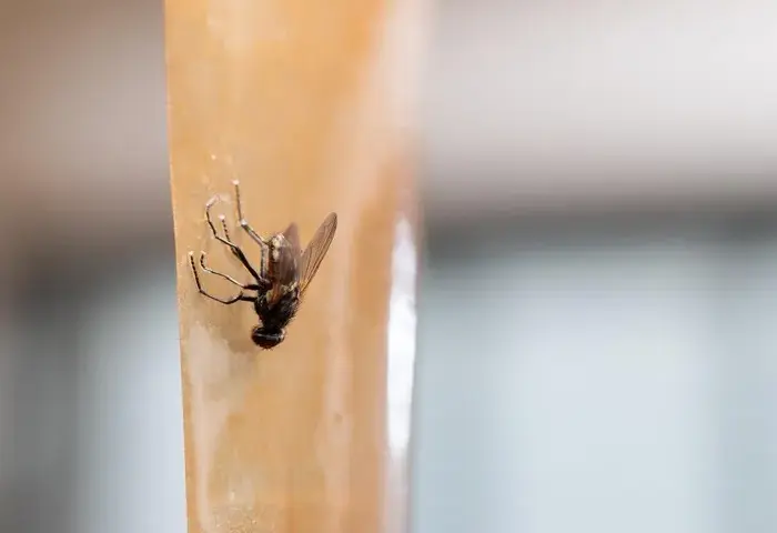 Skuteczne sposoby na pozbycie się much z restauracji bez wysiłku