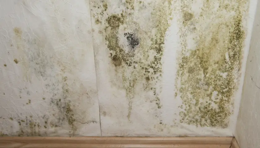 Taches de moisissure verdâtres et noires sur un mur intérieur, signe de condensation.
