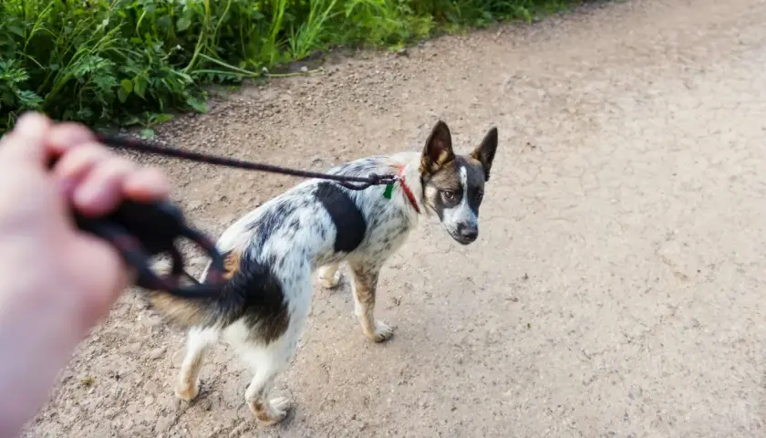 Ein Hund bellt andere Hunde an und zieht an der Leine, während er auf einem Feldweg spazieren geht.