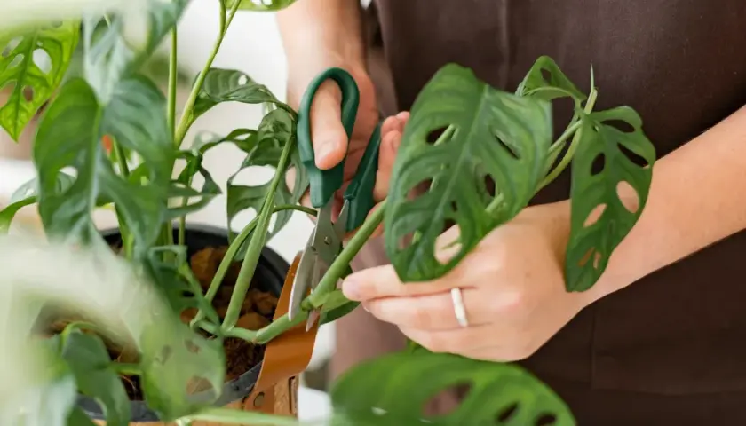 Dłonie przycinają zielone monstera pędy, tworząc nowe sadzonki.