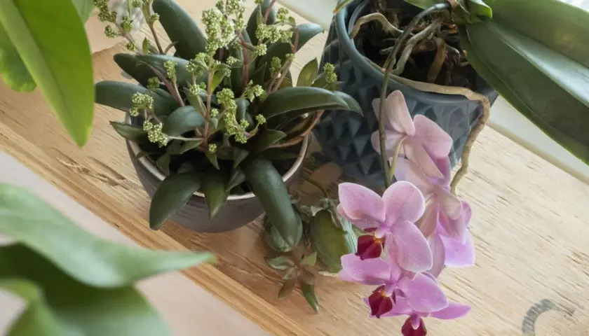 En kalanchoe blomma med små gröna blommor står bredvid en rosa orkidé på en trähylla.