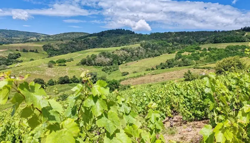 Vignoble verdoyant sous un ciel bleu et nuageux, typique de l'appellation Morgon. Les vignes en premier plan promettent un excellent millésime.
