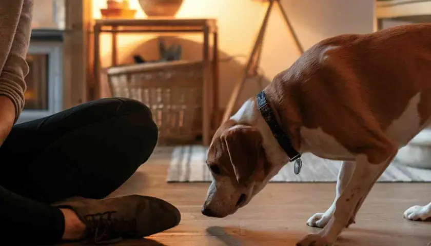 Un chien brun et blanc renifle le sol près d'une personne assise.