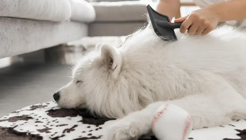 Un perro de pelo blanco duerme plácidamente mientras le cepillan el pelaje.