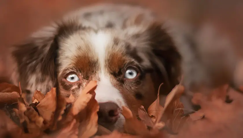Ein Hund mit leuchtend blauen Augen versteckt sich im Herbstlaub. Er schaut neugierig hervor, als ob er gerade Eicheln sucht.