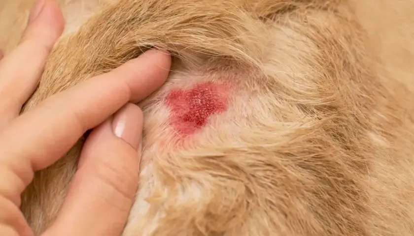 Rote, entzündete Hautstelle bei einem Hund, die auf ein Leckekzem hindeutet. Eine Hand berührt sanft das Fell.
