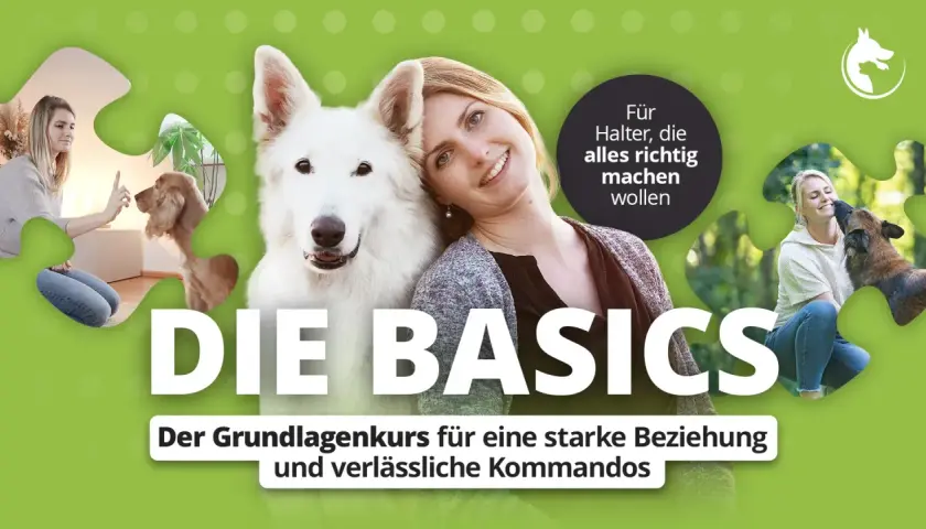Hund erziehen: Ein Grundlagenkurs für eine starke Beziehung und verlässliche Kommandos. Frauen mit Hunden in verschiedenen Trainingssituationen.