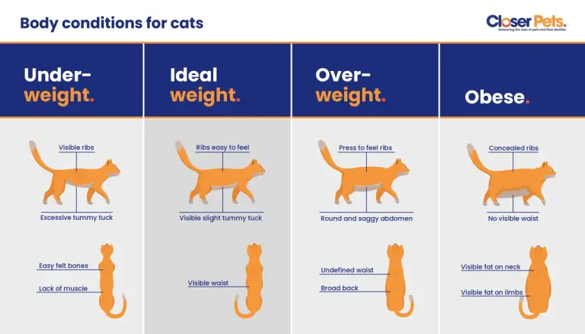 Visual guide showing cat body conditions: underweight, ideal weight, overweight, and obese. Ideal weight means ribs are easy to feel, not too much or too little tummy tuck, and a visible waist.
