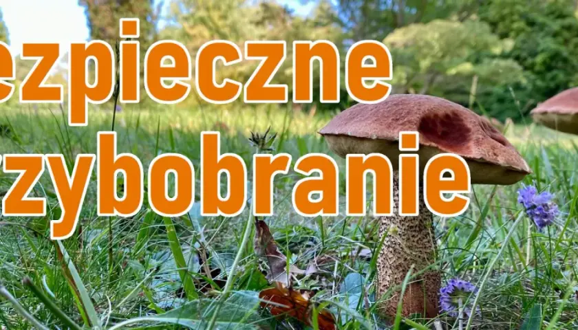 Bezpieczne grzybobranie: poradnik grzybiarza. Dwa borowiki w trawie, jeden z nich z bliska, z pomarańczowym napisem.