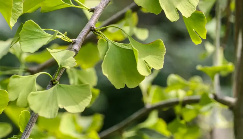 Ginkgo biloba-trädets unika, flikiga blad lyser i grönt mot en mjuk bakgrund.