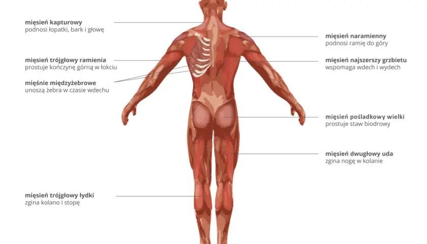 Anatomia człowieka: widok z tyłu na mięśnie, w tym mięsień naramienny, najszerszy grzbietu, pośladkowy wielki i dwugłowy uda.