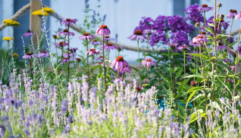 Ein blühendes Beet mit lila Sonnenhut und Lavendel, ein Traum aus sommerstauden winterhart.