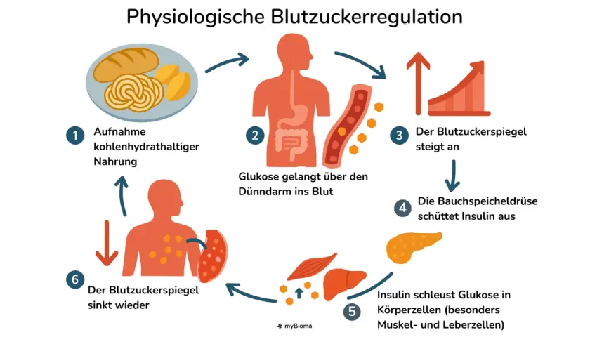 Schema der Blutzuckerregulation: Nach kohlenhydratreicher Nahrung steigt die Glukose im Blut, die Bauchspeicheldrüse schüttet Insulin aus, welches Glukose in Körperzellen schleust.