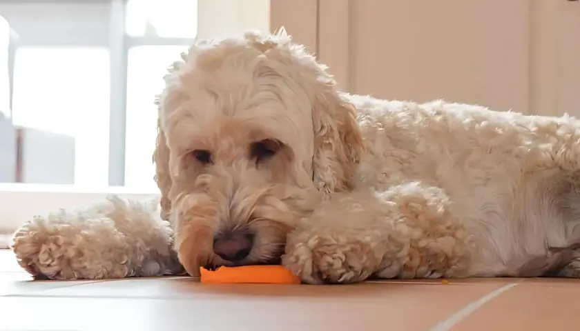 Un perro lanudo y blanco descansa en el suelo, mordisqueando una zanahoria. ¡Qué rico!