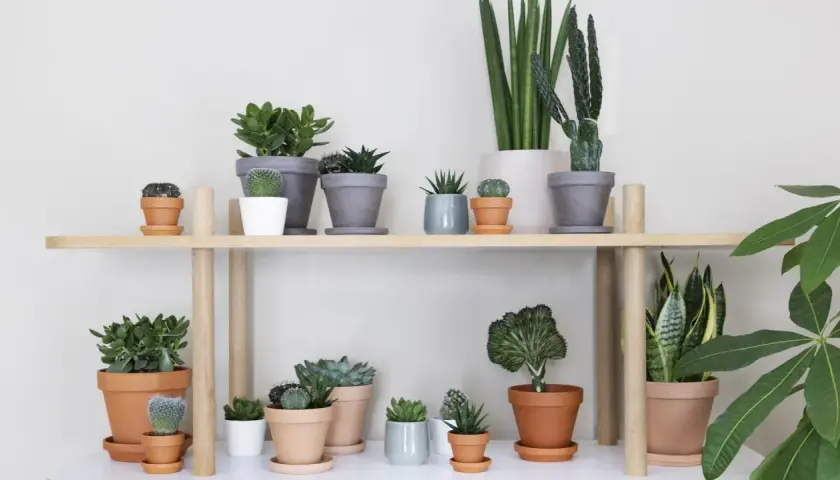 En hylla fylld med olika suckulenter och kaktusar, en sann succulent sorter.
