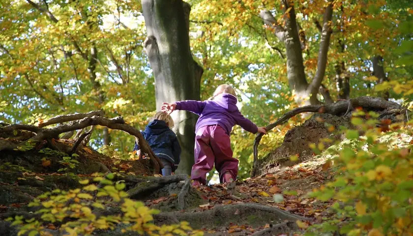 Zwei Kinder erkunden im Herbst einen Wald. Ein Junge im blauen Anzug und ein Mädchen im lila Pullover klettern über Wurzeln. Ein echter Wald Kindergarten!