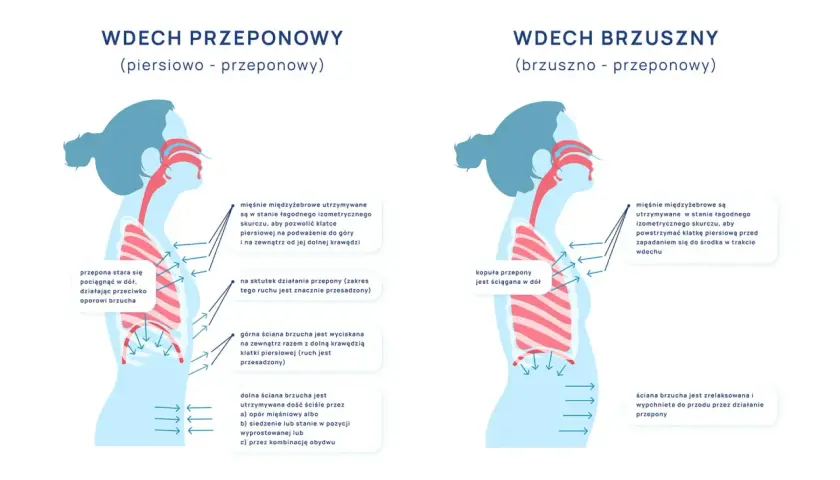 Ilustracja porównuje wdech piersiowo-przeponowy i brzuszno-przeponowy, pokazując pracę przepony.
