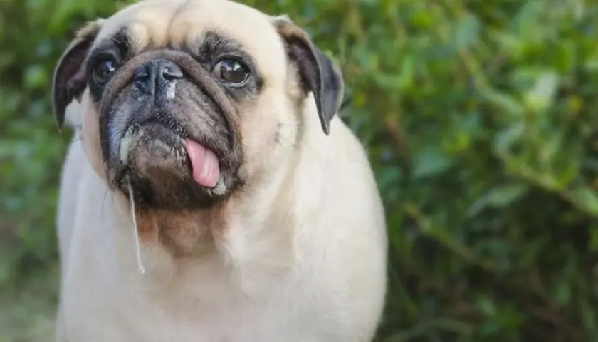 Un carlino con mocos y la lengua fuera. ¿Qué le puedo dar a mi perro si tiene mocos?