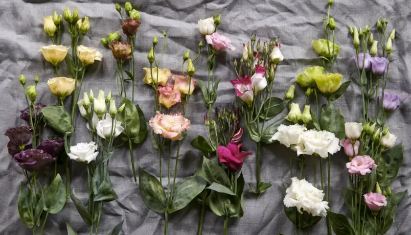 Un bouquet de lisianthus aux couleurs variées, symbolisant l'appréciation et la gratitude.