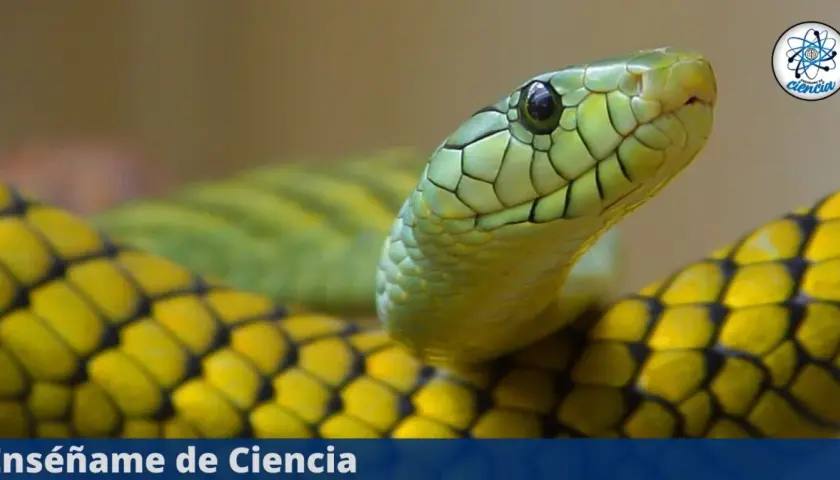 Primer plano de una serpiente verde y amarilla. Aunque las serpientes son sordas, sienten vibraciones.