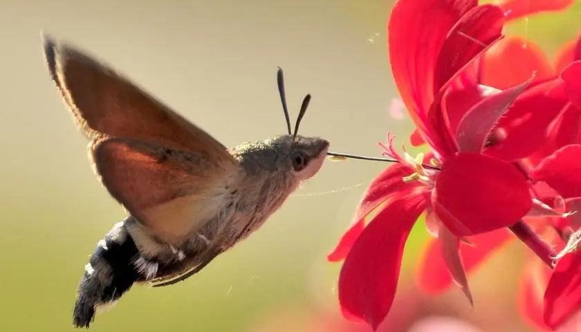 Ein Kolibri-Insekt saugt Nektar aus einer roten Blüte.