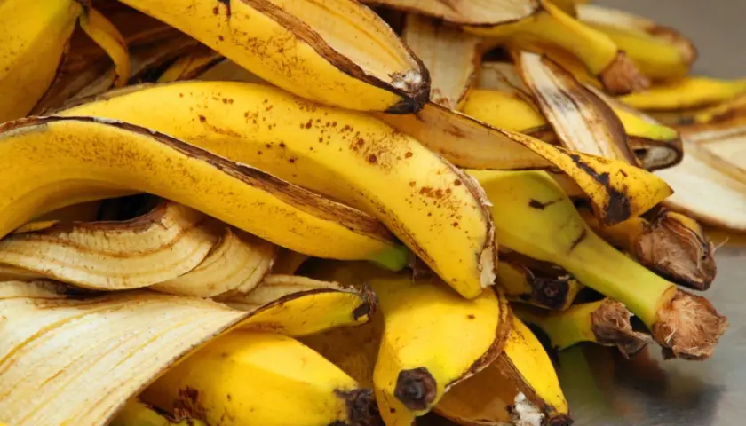Góra żółtych skórek po bananach, gotowych na nawóz z bananów.