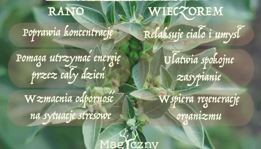Ashwagandha: rano dla koncentracji i energii, wieczorem dla relaksu i spokojnego snu. Kiedy brać? Zależy od Twoich potrzeb!