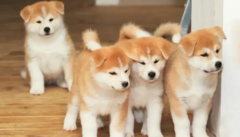 Akita Inu: Jak wybrać hodowlę i poznać prawdę o rasie?