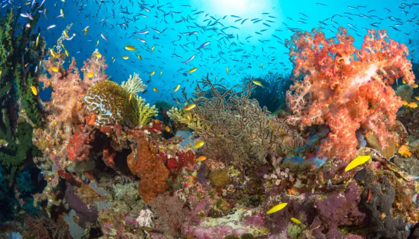 Tętniąca życiem rafa koralowa Australia, pełna kolorowych ryb i miękkich koralowców, pod błękitnym niebem oceanu.