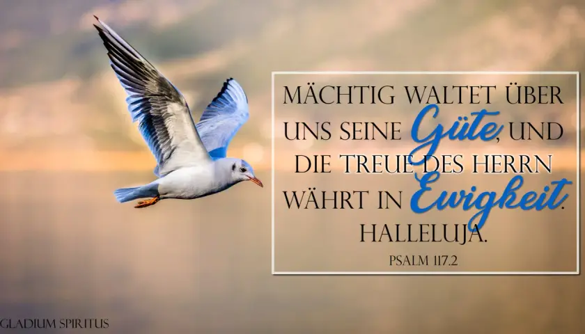Möwe fliegt vor warmem Himmel. Text: "Mächtig waltet über uns seine Güte, und die Treue des Herrn währt in Ewigkeit. Halleluja. Psalm 117.2