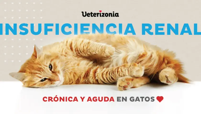 Gato naranja con insuficiencia renal crónica y aguda. Reflexión sobre cuándo sacrificar a un gato con insuficiencia renal.