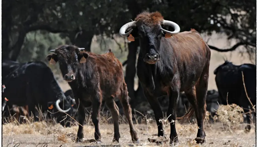Dos toros de **ganadería los Eulogios** pastan en un campo seco. Uno es marrón y el otro negro.