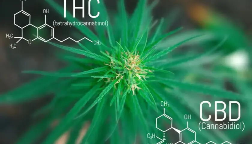 THC: Co to jest? Działanie, prawo w Polsce i różnice z CBD