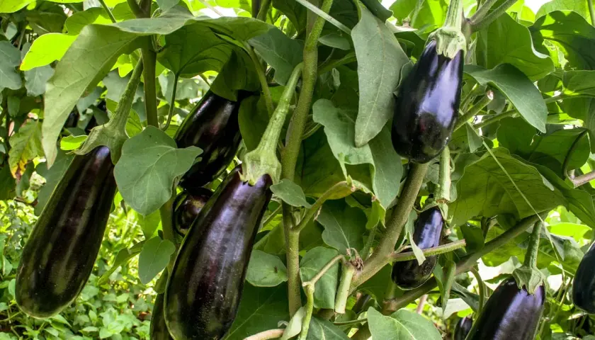 Reife Auberginen hängen an einem Strauch. Das Aubergine pflanzen war erfolgreich und die Früchte sind bereit zur Ernte.