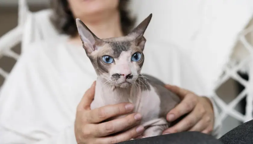 Kot rasy Devon Rex z niebieskimi oczami, trzymany na rękach. Szukasz kotów na OLX?