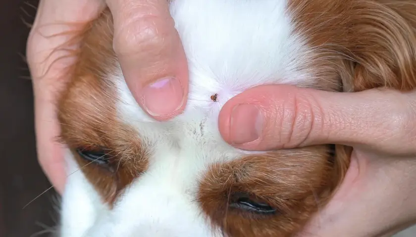 Ein Zeckennest Hund: Zeckenentfernung am Kopf eines Hundes.