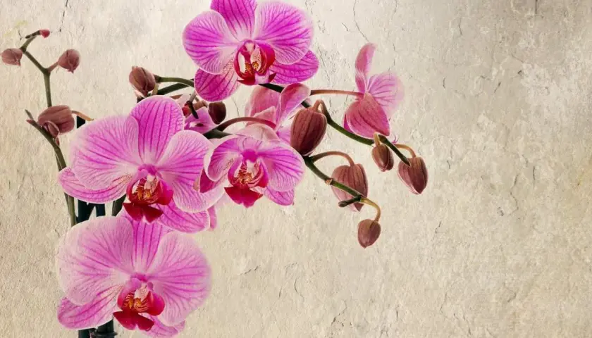 Une belle orchidée rose, certaines fleurs épanouies, d'autres bourgeons prêts à éclore. L'orchidée perd ses fleurs, mais la beauté demeure.