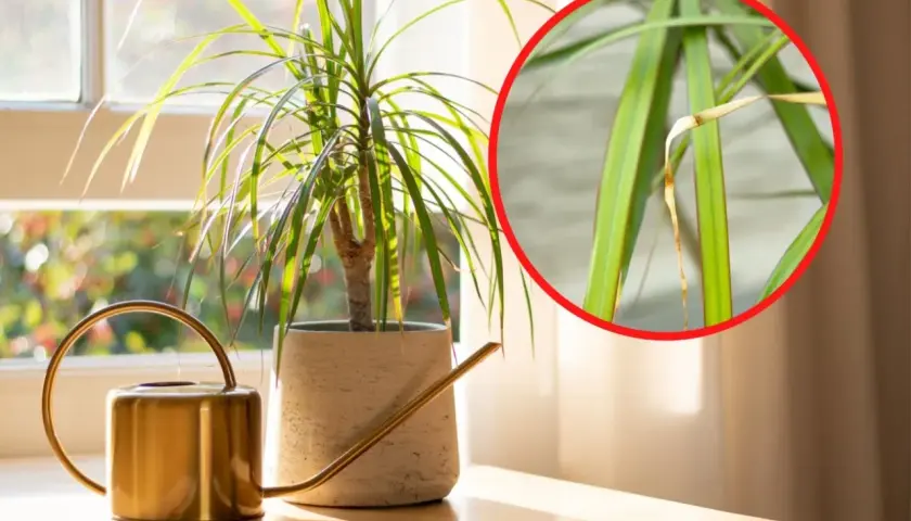 Dracena z żółtymi liśćmi, obok złotej konewki, przy oknie. W zbliżeniu widać uschnięte końcówki liści.
