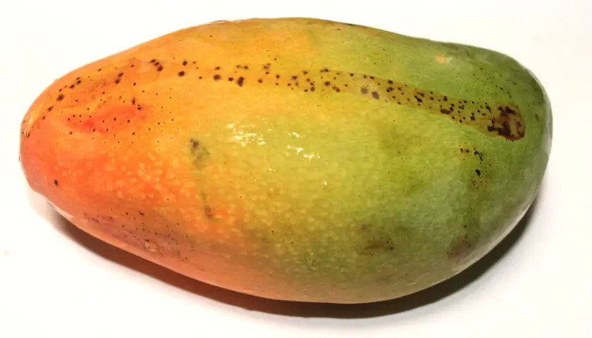 Oto jak wygląda mango: owoc o gładkiej skórce, przechodzącej od pomarańczowej do zielonej, z drobnymi, ciemnymi plamkami.