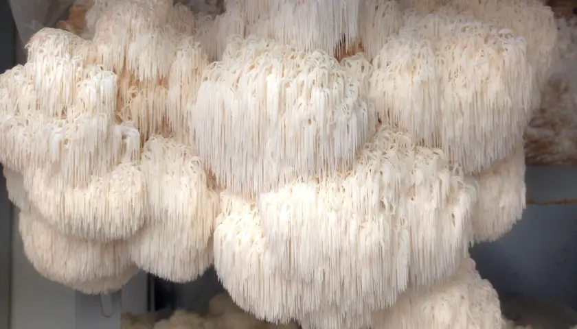 Funghi criniera di leone, noti per i loro benefici per la salute, crescono in grappoli bianchi e cascanti.