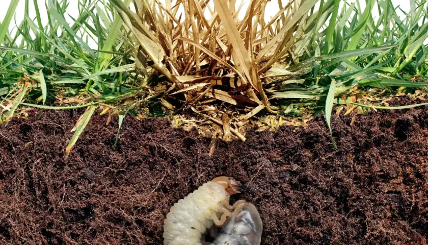 Widok przekroju gleby z zieloną trawą i uschniętymi źdźbłami. W ziemi widoczne są białe larwy, które mogą niszczyć korzenie.