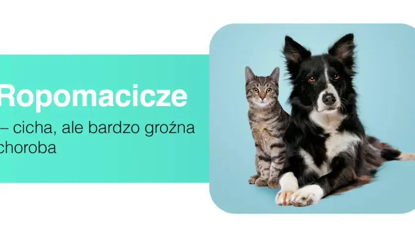 Ropomacicze u kotki to cicha, ale groźna choroba. Obok siedzi pies.