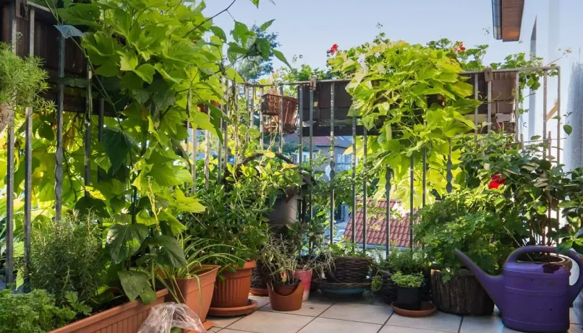 Zasłonięty balkon z bujną zielenią, idealny, by osłonić balkon od wiatru. Rośliny pnące i kwiaty tworzą naturalną barierę.