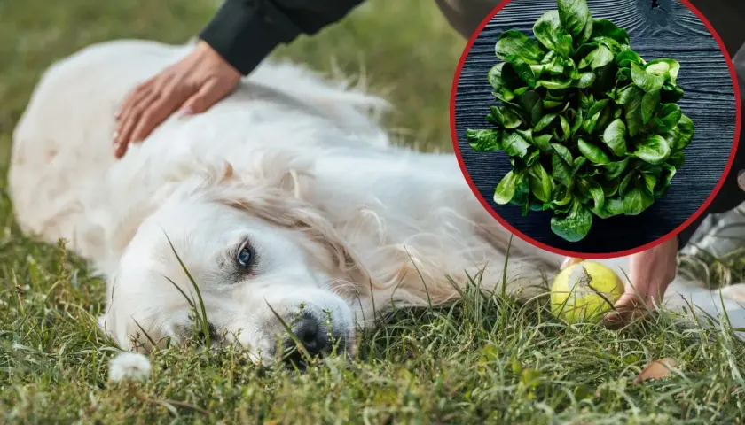 Złoty retriever leży na trawie, a obok niego garść szpinaku. Czy pies może jeść szpinak? Tak, ale z umiarem.