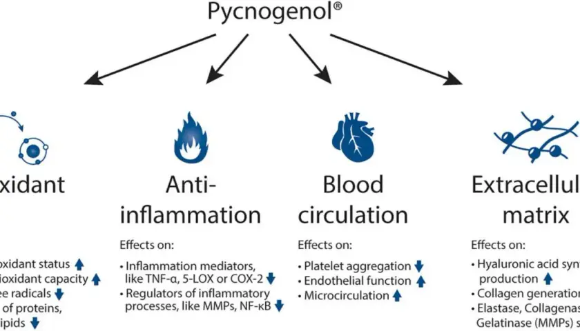 Die Grafik zeigt die Pycnogenol Wirkung: Antioxidans, Entzündungshemmung, Blutkreislauf und extrazelluläre Matrix.
